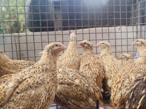 A group of quails with speckled brown and white feathers are gathered closely together inside a wire cage