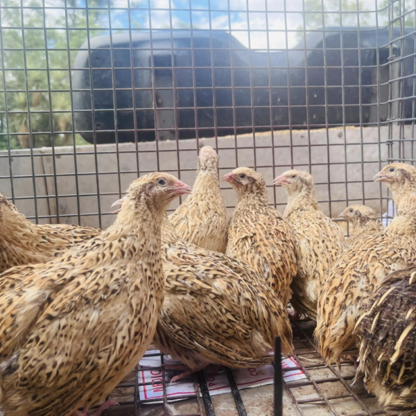 A group of quails with speckled brown and white feathers are gathered closely together inside a wire cage