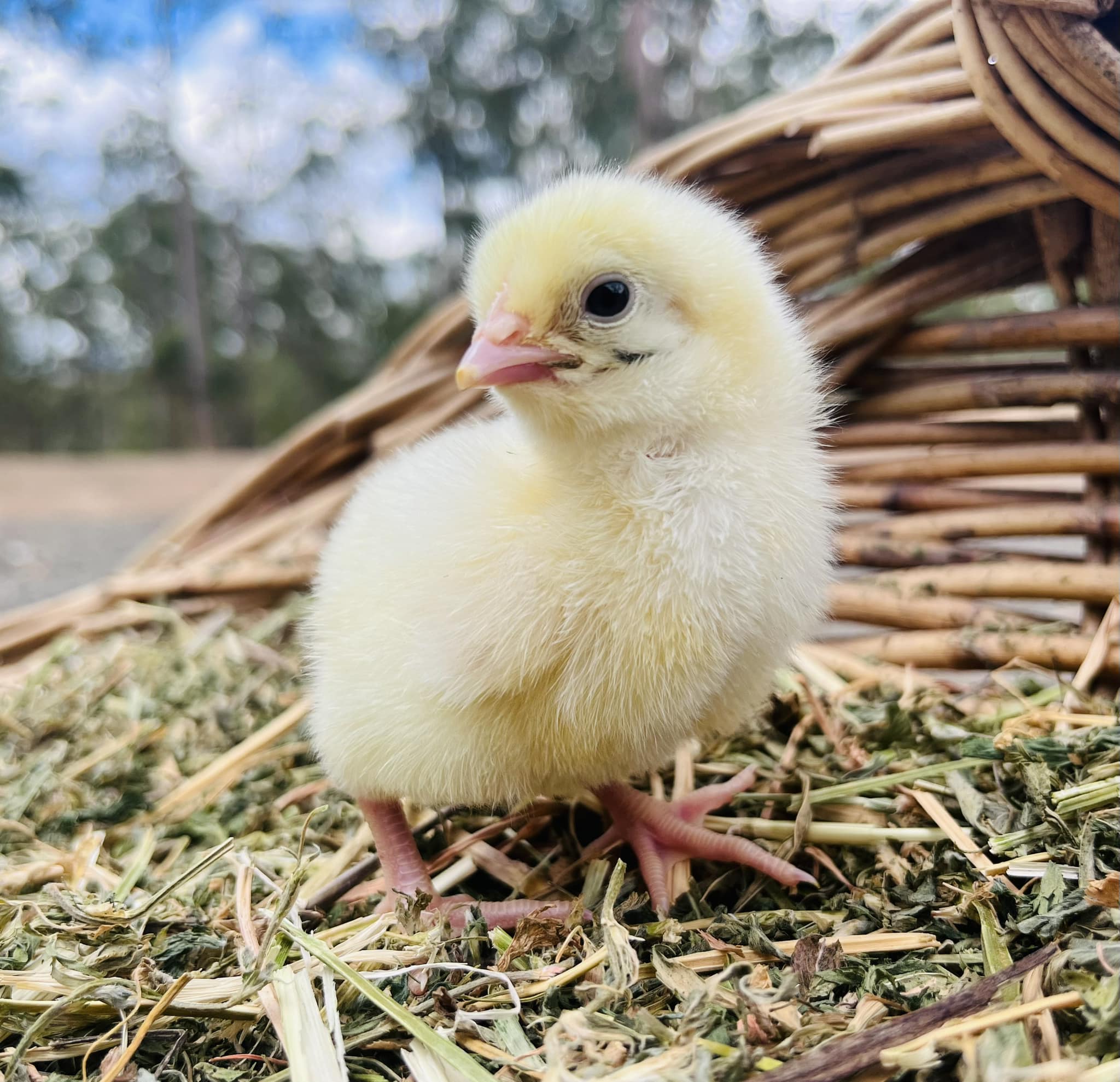 A fluffy yellow chick standing on a bed of straw and dried grass, with a wicker basket in the background.