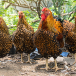 A group of chickens with golden and black patterned feathers standing on the ground outdoors.