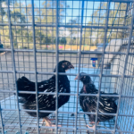 Two Silver Laced Wyandotte chickens in a wire cage, with a blurred outdoor background
