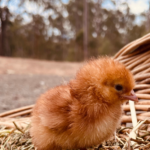 A fluffy, orange-brown chick stands on straw next to a wicker basket, with a blurred outdoor background.