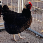 A black chicken standing on dirt in front of a metal fence.