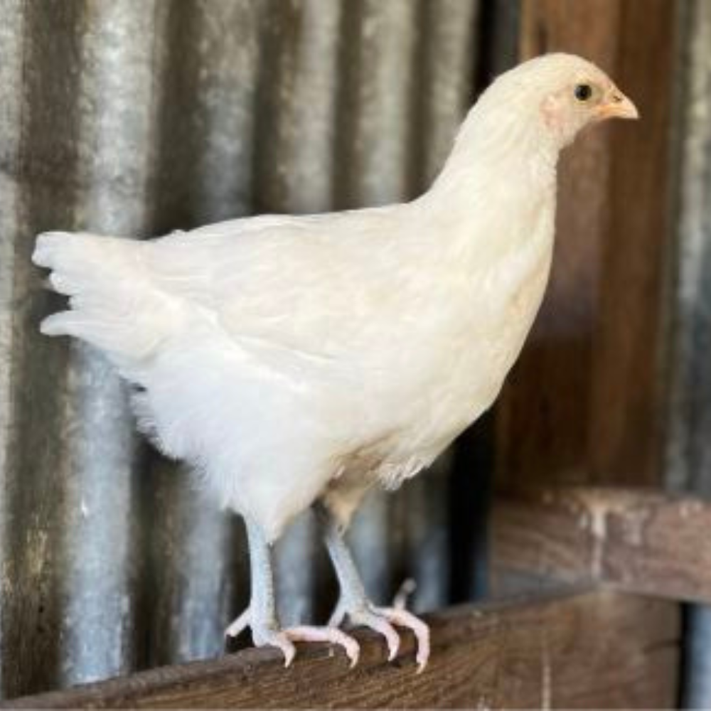 A white Australorp chicken standing on a wooden ledge inside a coop, with corrugated metal walls in the background.