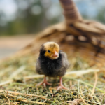 A small chick with black and yellow feathers stands on a bed of hay, with a woven basket in the background.