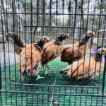 A group of Vorwerk chickens inside a wire cage, standing on a green surface. The chickens have distinctive golden-brown and black plumage. The background shows a blurred view of trees and a natural outdoor setting.