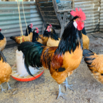 A group of chickens, including a prominent rooster with a red comb and black and brown feathers, standing near a hanging feeder in a coop with corrugated metal walls.