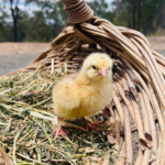 A fluffy yellow chick stands on a bed of straw and hay inside a woven basket, with a blurred outdoor background.