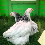 Two white chickens with black markings on their necks are standing on grass. They are in front of a green fence.