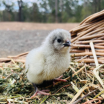 A fluffy Lavender Sussex chick standing on a bed of straw and grass, with a woven basket in the background.
