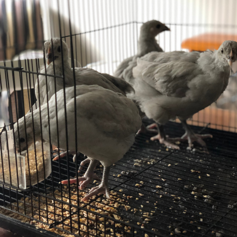 Lavender Sussex Grandchester Heritage Chickens — free download