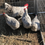 A group of four chickens, including a rooster and three hens, standing on straw inside a fenced area.