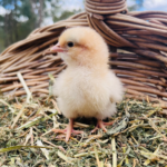 A fluffy Buff Sussex chick standing on a bed of straw and dried grass, with a woven basket in the background.