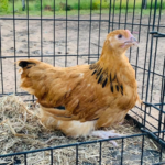 A chicken with brown and black feathers is standing in a cage on some straw.