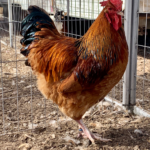 A rooster with vibrant reddish-brown feathers and a dark tail stands inside a wire enclosure on a dirt ground.