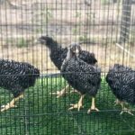 The image shows two guinea fowl standing inside a fenced enclosure. The guinea fowl have distinctive black and white speckled feathers, which is characteristic of their species. The enclosure appears to be made of metal mesh, providing a secure environment for the birds. The background includes some greenery, suggesting that the enclosure is located outdoors, possibly in a farm or backyard setting. The guinea fowl are standing on a dirt or gravel surface.