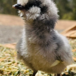 A fluffy, gray chick standing on a patch of grass and straw, with a blurred outdoor background.
