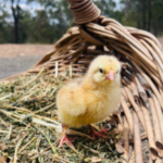 Speckled Sussex Chick