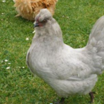 A light gray chicken standing on grass.