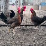 Three chickens with red combs and dark feathers standing on the ground in front of a wire fence.