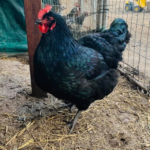 A black chicken with a red comb and wattles stands on a dirt ground inside a fenced area. The chicken's feathers have a glossy sheen. In the background, there is a green tarp and a yellow toy vehicle