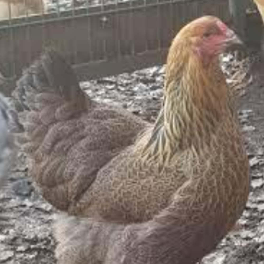 Gold Partridge Adult