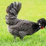 A black chicken with a fluffy tail and crest is standing on green grass