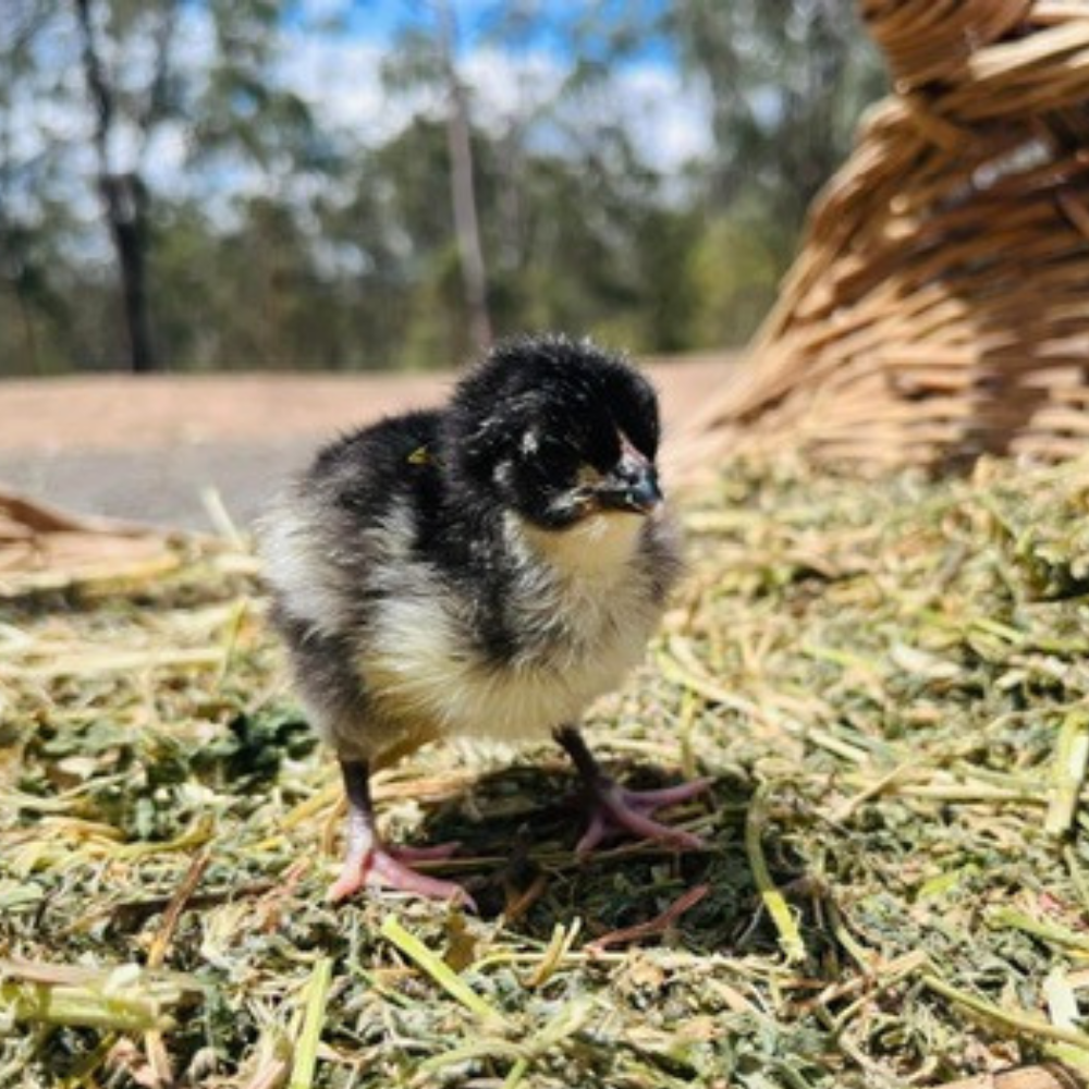 A small black and white chick stands on a bed of straw and grass. There is a woven basket in the background, and trees are visible in the distance under a blue sky