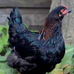 A black chicken with reddish-brown feathers on its neck, standing outdoors near some green leaves and a tree trunk