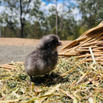 A small, fluffy black chick standing on a bed of straw and dried grass, with trees and a clear sky in the background.