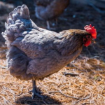 A chicken standing on one leg on a bed of straw, with a red comb on its head.