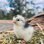 A fluffy baby chick with black and white feathers stands on a bed of straw. The background is slightly blurred, showing trees and a blue sky