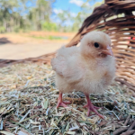 A fluffy chick standing on a bed of straw, with a wicker basket in the background and a blurred outdoor setting.