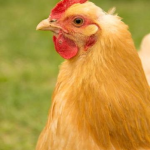 A close-up of a golden-brown chicken with a red comb and wattle, standing against a blurred green background.