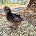 A small chick standing on straw inside a wicker basket, with a blurred outdoor background.