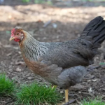 A chicken standing on the ground with grass nearby.