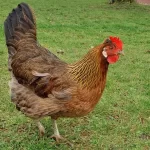 Gold Partidge Brahma Adult