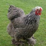 A fluffy chicken with gray and black feathers stands on grass. It has a red comb and wattle, and its legs are covered with feathers.
