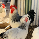 The image shows several white chickens with black tail feathers and red combs, standing near a corrugated metal wall