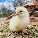 A fluffy yellow chick stands on a bed of hay with a wicker basket in the background. The sky is partly cloudy.