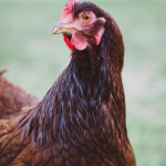 A close-up of a brown chicken with a red comb, standing on grass. The chicken is facing slightly to the left, with its eye visible and feathers detailed