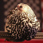 A close-up of a bird with a speckled black and white pattern on its feathers, perched on a metal bar. The background is blurred with similar black and white patterns.