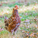 A speckled brown chicken standing on grass with scattered leaves in the background