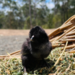 A fluffy black Araucana chick standing on a bed of hay with a blurred natural background.