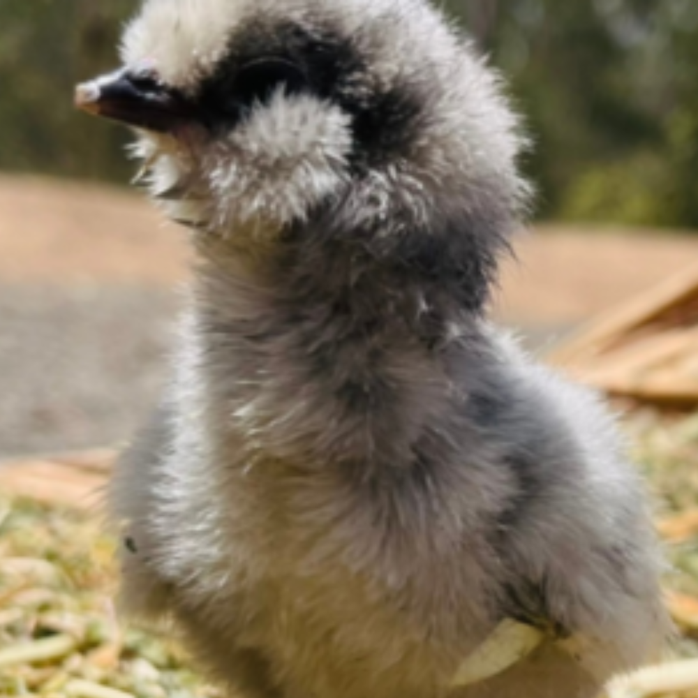 A fluffy, gray chick stands on a bed of straw and grass. Its feathers are soft and downy, with a mix of light and dark gray shades. The background is slightly blurred, showing a natural outdoor setting.