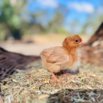 A small, fluffy brown chick standing on a bed of straw with a blurred background of trees and sky.