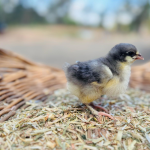 A small chick with fluffy gray and yellow feathers stands on a bed of straw. The background is blurred, suggesting an outdoor setting.