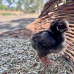 A small, fluffy black chick stands on a bed of straw with a woven basket in the background. The scene is outdoors, with a blurred natural setting.