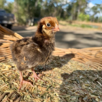 A small, fluffy chick stands on a bed of straw or hay. The background is outdoors, with trees and a vehicle visible in the distance. The chick has a mix of brown and yellow feathers and is looking to the side.