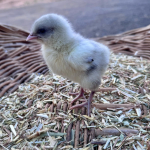 A fluffy yellow chick standing on a bed of hay and grass, with a blurred outdoor background.